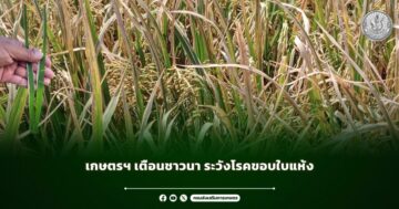เกษตรฯ เตือนชาวนา ระวังโรคขอบใบแห้ง