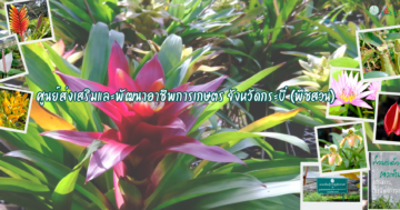 ศูนย์ส่งเสริมและพัฒนาอาชีพการเกษตรจังหวัดกระบี่