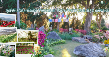 ศูนย์ส่งเสริมและพัฒนาอาชีพการเกษตร จังหวัดเชียงราย (เกษตรที่สูง) สาขาดอยผาหม่น