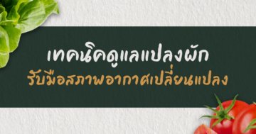 เทคนิคดูแลแปลงผัก รับมือสภาพอากาศเปลี่ยนแปลง