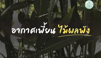 อากาศเพี้ยน ไม้ผลพัง