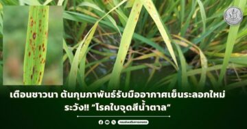 เตือนชาวนา ต้นกุมภาพันธ์รับมืออากาศเย็นระลอกใหม่ ระวัง!! “โรคใบจุดสีน้ำตาล”