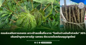 กรมส่งเสริมการเกษตร เคาะเป้าลดพื้นที่ระบาด “โรคใบด่างมันสำปะหลัง” 30% เดินหน้าบูรณาการรัฐ–เอกชน ตัดวงจรโรคก่อนฤดูปลูกใหม่
