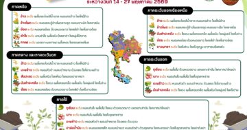 เตือนเฝ้าระวังศัตรูพืชระหว่างวันที่ 14 – 27 พฤษภาคม 2569