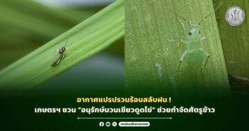 อากาศแปรปรวนร้อนสลับฝน! เกษตรฯ ชวน “อนุรักษ์มวนเขียวดูดไข่” ช่วยกำจัดศัตรูข้าว