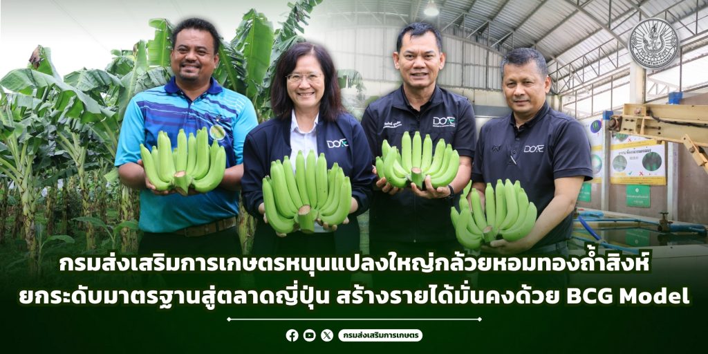 กรมส่งเสริมการเกษตรหนุนแปลงใหญ่กล้วยหอมทองถ้ำสิงห์ ยกระดับมาตรฐานสู่ตลาดญี่ปุ่น สร้างรายได้มั่นคงด้วย BCG Model