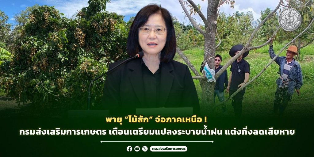 พายุ “ไมสัก” จ่อภาคเหนือ กรมส่งเสริมการเกษตร เตือนเตรียมแปลงระบายน้ำฝน แต่งกิ่งลดเสียหาย