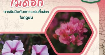 ไม้ดอก การรับมือกับสภาวะฝนทิ้งช่วงในฤดูฝน