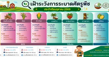 เฝ้าระวังการระบาดศัตรูพืช ประจำเดือน ตุลาคม 2569