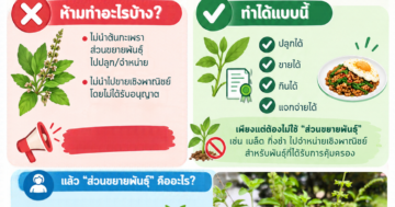 “กะเพราพันธุ์คุ้มครอง” จดทะเบียนเพียง 4 พันธุ์ ไม่กระทบกะเพราพันธุ์อื่น