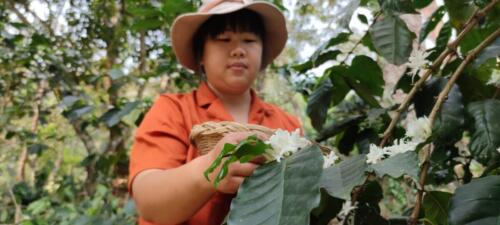 ศูนย์ส่งเสริมและพัฒนาอาชีพการเกษตรจังหวัดแม่ฮ่องสอน