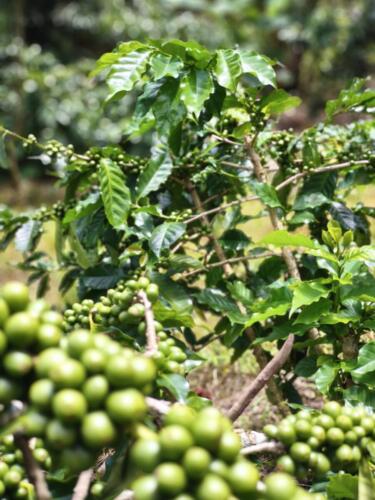 วิสาหกิจชุมชนกลุ่มผู้ผลิตกาแฟคุณภาพบ้านปางปูเลาะ