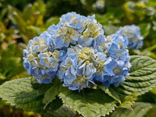 วิสาหกิจชุมชนเกษตรผสมผสานบ้านเสรีราษฎร์ (สวนพงษ์คุ้มภัย)