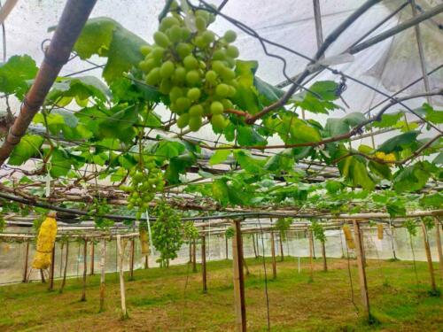 ศูนย์ส่งเสริมและพัฒนาอาชีพการเกษตรจังหวัดกาญจนบุรี