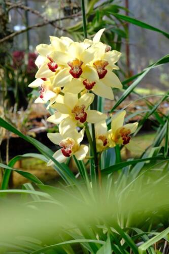 ศูนย์ส่งเสริมและพัฒนาอาชีพการเกษตร จังหวัดเชียงราย (เกษตรที่สูง) สาขาดอยผาหม่น