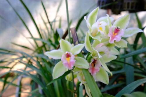 ศูนย์ส่งเสริมและพัฒนาอาชีพการเกษตร จังหวัดเชียงราย (เกษตรที่สูง) สาขาดอยผาหม่น