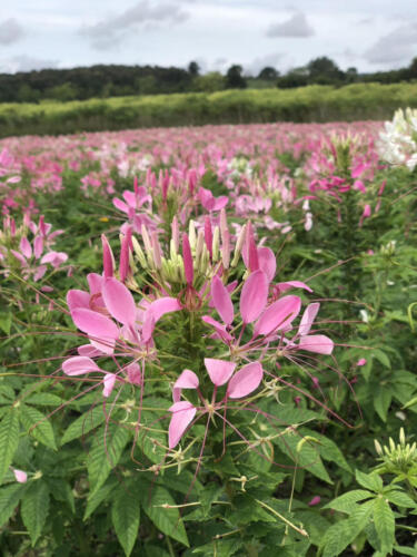 วิสาหกิจชุมชนเกษตรผสมผสานบ้านเสรีราษฎร์ (สวนพงษ์คุ้มภัย)