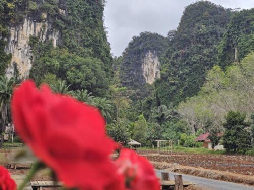 วิสาหกิจชุมชนไร่ม่านเขา